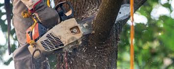 Best Tree Mulching Services  in East Missoula, MT