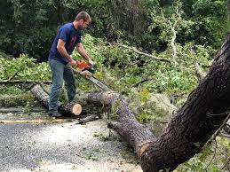 Best Fruit Tree Pruning  in East Missoula, MT