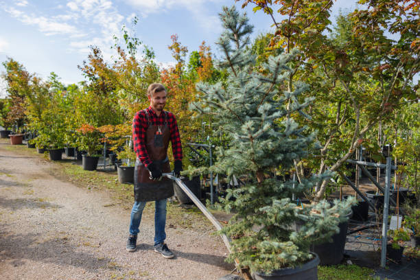 Trusted East Missoula, MT  Tree Services Experts